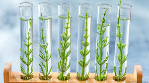 “Makanan Hasil Rekayasa Iklim”: Bagaimana Cuaca Ekstrem 2026 Menciptakan Rasa Baru pada Buah dan Sayuran Lokal?